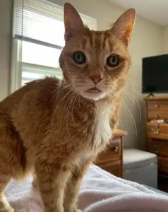 This 19-year-old cat demands to be fed the soul of a convict every night