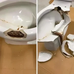 They found a coiled snake in the toilet