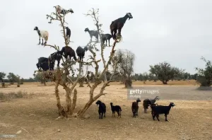 Goats the most balanced creatures in the world, 19 Photos That Look Faked But Are Real