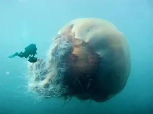 Lion's Mane Jellyfish, 19 Photos That Look Faked But Are Real