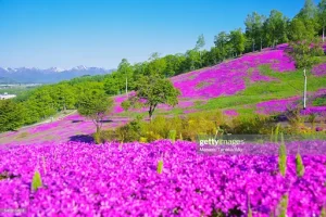 Purple flowers in Takinoue Park, Japan