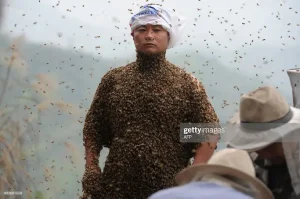 She Ping has 460,000 bees on her body