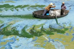 Two Chinese fishermen cross a river full of seaweed, 19 Photos That Look Faked But Are Real